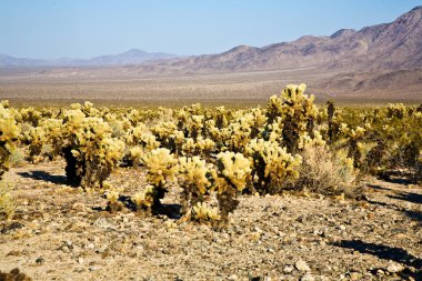 Beautiful Cholla Cactus Garden in Joshua Treer national park in clipart