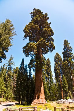 Famous big sequoia trees are standing in Sequoia National Park clipart