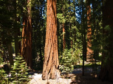 ünlü büyük Sekoya ağaçları sequoia Ulusal Parkı içinde duran