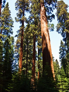 ünlü büyük Sekoya ağaçları sequoia Ulusal Parkı içinde duran