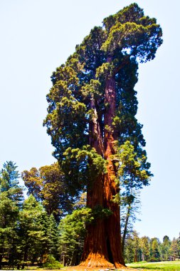 Famous big sequoia trees are standing in Sequoia National Park clipart