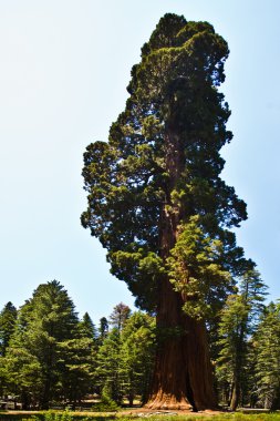 Famous big sequoia trees are standing in Sequoia National Park clipart