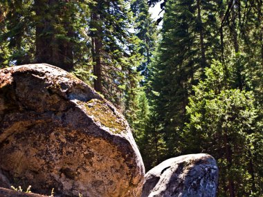 ünlü büyük Sekoya ağaçları sequoia Ulusal Parkı içinde duran