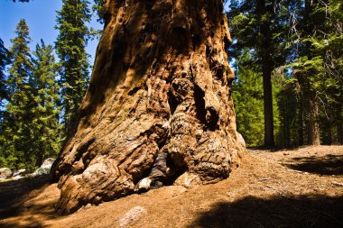 ünlü büyük Sekoya ağaçları sequoia Ulusal Parkı içinde duran