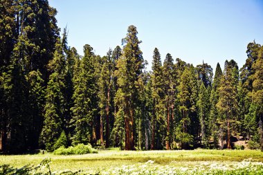 ünlü büyük Sekoya ağaçları sequoia Ulusal Parkı içinde duran