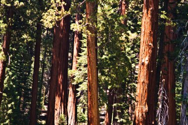 ünlü büyük Sekoya ağaçları sequoia Ulusal Parkı içinde duran