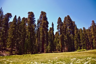 ünlü büyük Sekoya ağaçları sequoia Ulusal Parkı içinde duran