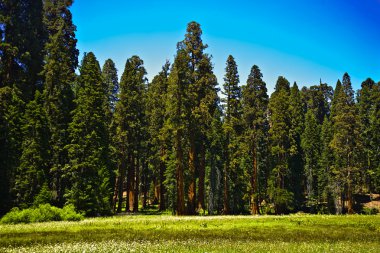 ünlü büyük Sekoya ağaçları sequoia Ulusal Parkı içinde duran