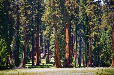 ünlü büyük Sekoya ağaçları sequoia Ulusal Parkı içinde duran