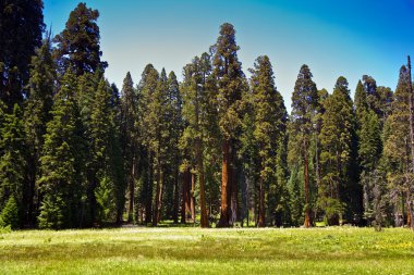 ünlü büyük Sekoya ağaçları sequoia Ulusal Parkı içinde duran