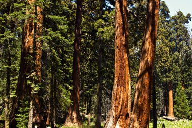 ünlü büyük Sekoya ağaçları sequoia Ulusal Parkı içinde duran