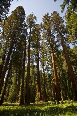 ünlü büyük Sekoya ağaçları sequoia Ulusal Parkı içinde duran