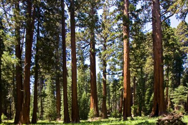 ünlü büyük Sekoya ağaçları sequoia Ulusal Parkı içinde duran