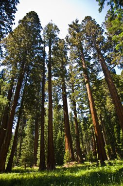 ünlü büyük Sekoya ağaçları sequoia Ulusal Parkı içinde duran