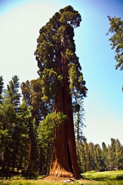 Famous big sequoia trees are standing in Sequoia National Park clipart