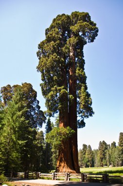 Famous big sequoia trees are standing in Sequoia National Park clipart