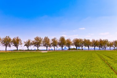 Alley in rural landscape in springtime clipart