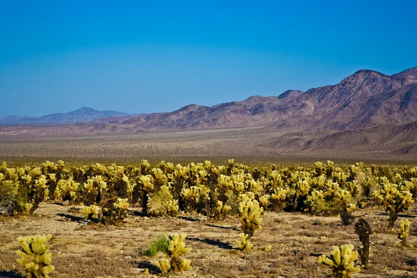 Krásný cholla kaktusová zahrada v národním parku joshua treer — Stock fotografie
