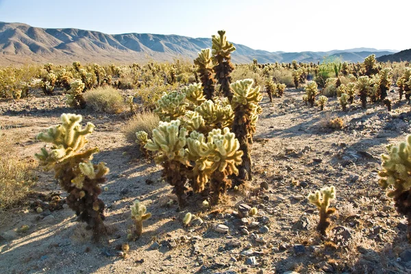 Beautiful Cholla Cactus Garden in Joshua Treer national park in — Stock Photo, Image