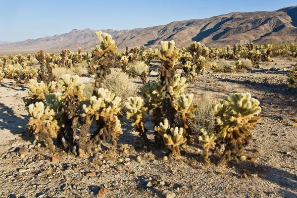 Magnifique jardin de Cholla Cactus dans le parc national Joshua Treer à — Photo