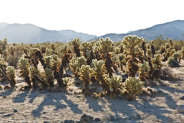 Vackra cholla cactus trädgård i joshua treer nationalpark i — Stockfoto