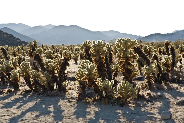 Hermoso jardín de cactus Cholla en el parque nacional Joshua Treer en —  Fotos de Stock