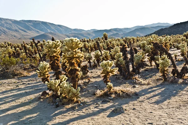 Mooie cholla cactustuin in joshua treer nationaal park in — Stockfoto