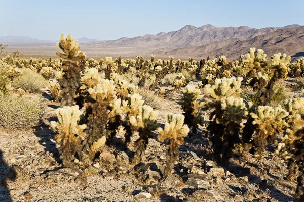 Bellissimo Cholla Cactus Garden nel parco nazionale di Joshua Treer a — Foto Stock
