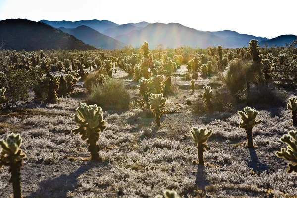 Mooie cholla cactustuin in joshua treer nationaal park in — Stockfoto