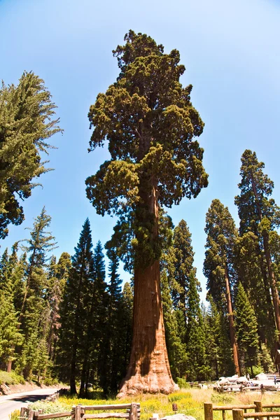 Grandes árvores de sequoia famosas estão em pé no Parque Nacional Sequoia — Fotografia de Stock