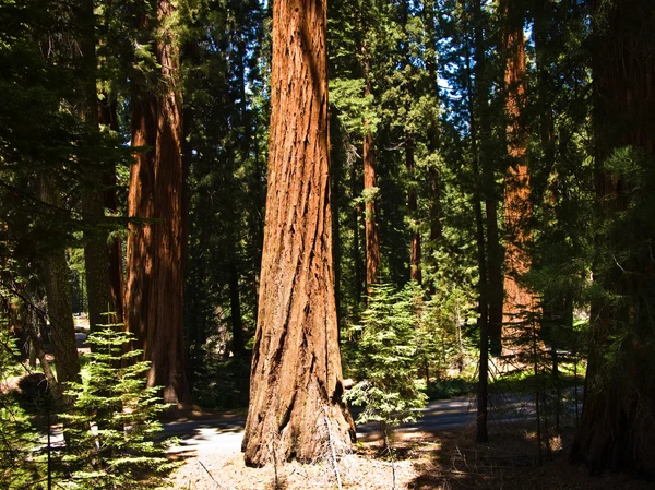 Famosi alberi di sequoia si trovano nel Parco Nazionale di Sequoia — Foto Stock