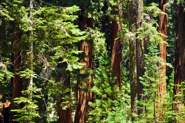 Ünlü büyük Sekoya ağaçları sequoia Ulusal Parkı içinde duran — Stok fotoğraf