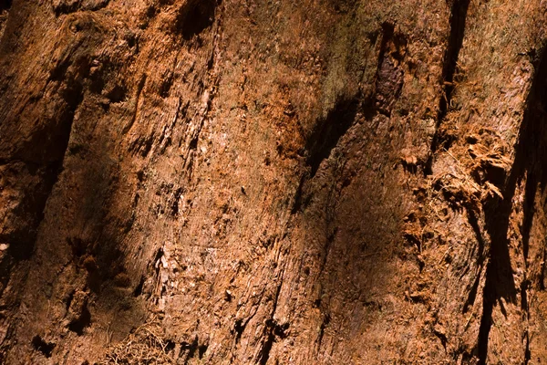 Berühmte große Mammutbäume stehen im Mammutbaum-Nationalpark — Stockfoto