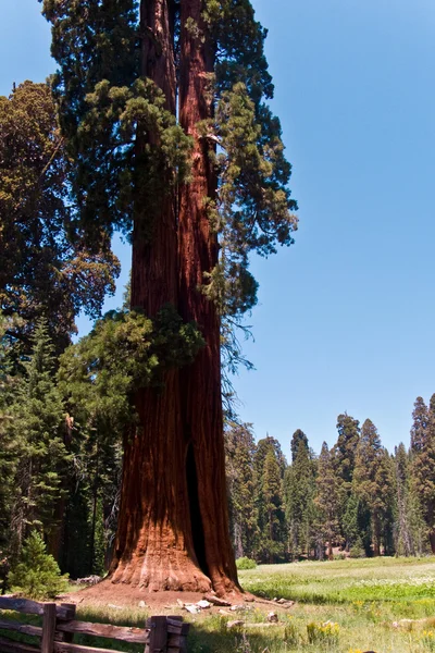 Slavné velké sekvojů stojí v národním parku sequoia — Stock fotografie