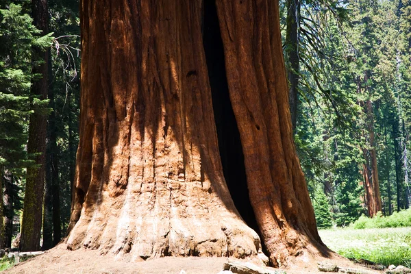 Famosos árboles de secuoya grande están de pie en el Parque Nacional Sequoia —  Fotos de Stock