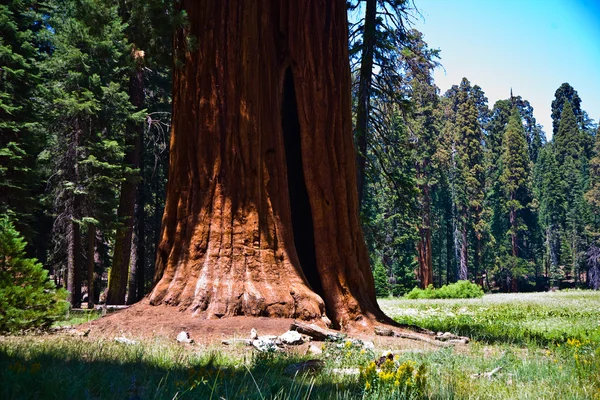 Berömda stora sequoia träd står i sequoia national park — Stockfoto