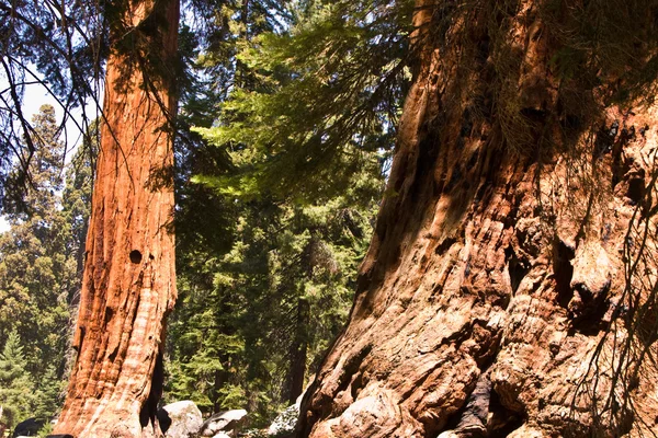 Famosi alberi di sequoia si trovano nel Parco Nazionale di Sequoia — Foto Stock
