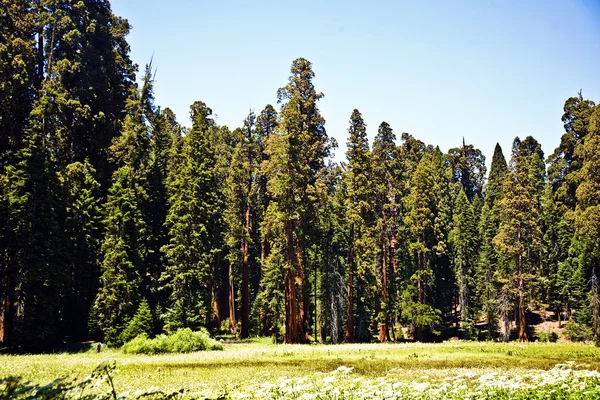 Híres nagy sequoia fák állnak a sequoia nemzeti park — Stock Fotó