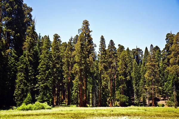 प्रसिद्ध मोठे सेक्वाया झाडे सेक्वाया राष्ट्रीय उद्यानात उभे आहेत — स्टॉक फोटो, इमेज