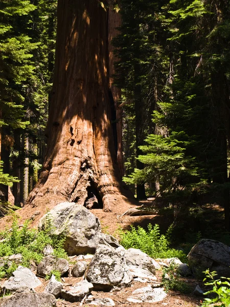 Grandes árvores de sequoia famosas estão em pé no Parque Nacional Sequoia — Fotografia de Stock