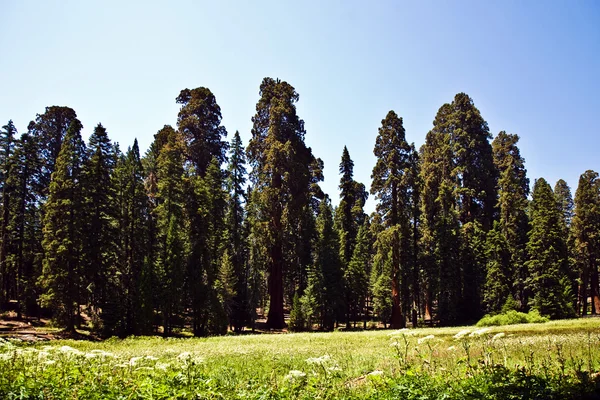 Berühmte große Mammutbäume stehen im Mammutbaum-Nationalpark — Stockfoto