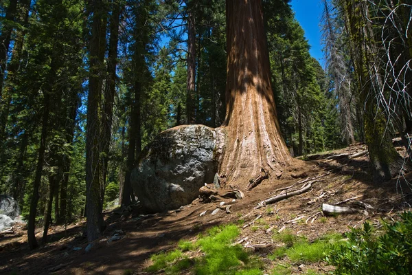 Słynny Sekwoi duże drzewa stoją w Parku Narodowego Sekwoi — Zdjęcie stockowe