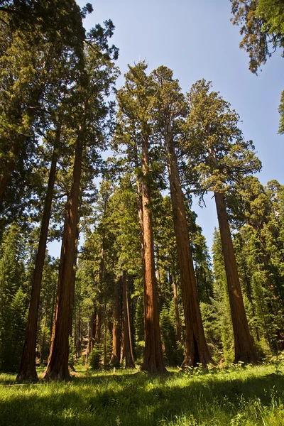 Kuuluisa iso sequoia puut seisovat Sequoia National Park — kuvapankkivalokuva