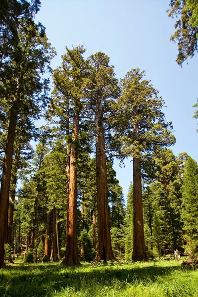 著名大红杉树木站在红杉国家公园 — 图库照片