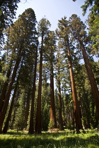 प्रसिद्ध मोठे सेक्वाया झाडे सेक्वाया राष्ट्रीय उद्यानात उभे आहेत — स्टॉक फोटो, इमेज