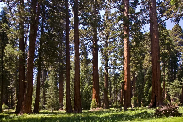 セコイア国立公園で有名な大きなセコイアの木が立っています。 — ストック写真