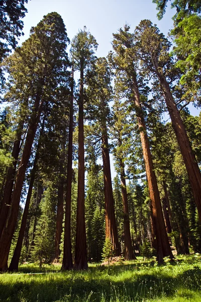 Slavné velké sekvojů stojí v národním parku sequoia — Stock fotografie