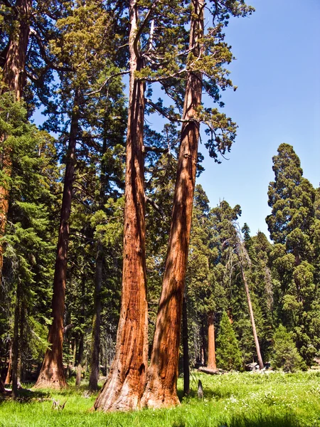 セコイア国立公園で有名な大きなセコイアの木が立っています。 — ストック写真