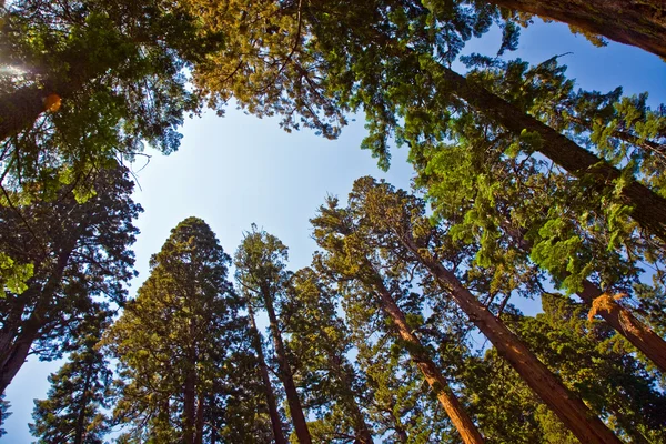 Famosos árboles de secuoya grande están de pie en el Parque Nacional Sequoia — Foto de Stock