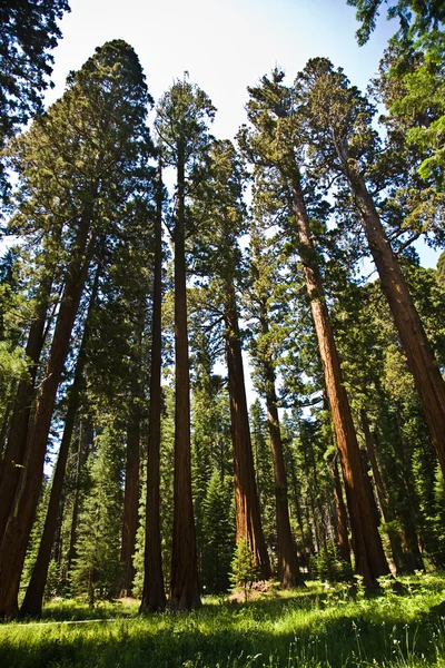 Słynny Sekwoi duże drzewa stoją w Parku Narodowego Sekwoi — Zdjęcie stockowe